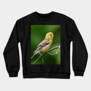 American Goldfinch on a beautiful Spring Day Crewneck Sweatshirt